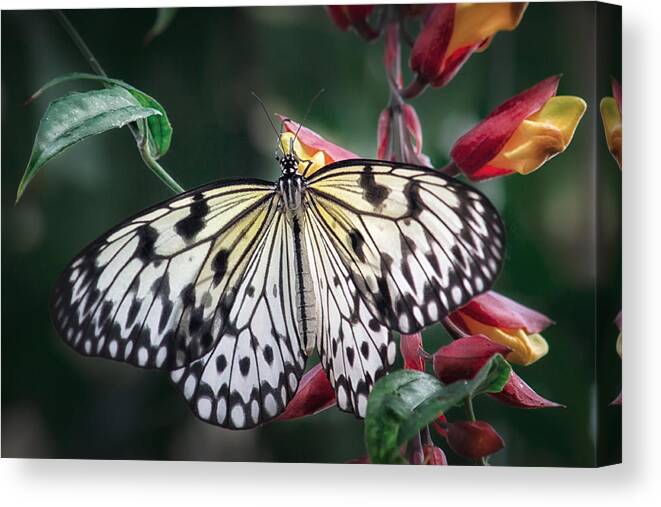 Shirley Mitchell Canvas Print featuring the photograph Paper Kite butterfly #1 by Shirley Mitchell
