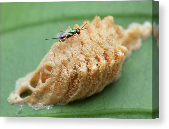 Nobody Canvas Print featuring the photograph Parasitic Wasp On Mantis Eggs #1 by Melvyn Yeo