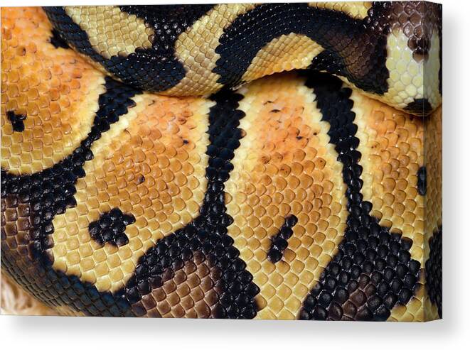 Animal Canvas Print featuring the photograph Pastel Royal Python by Nigel Downer