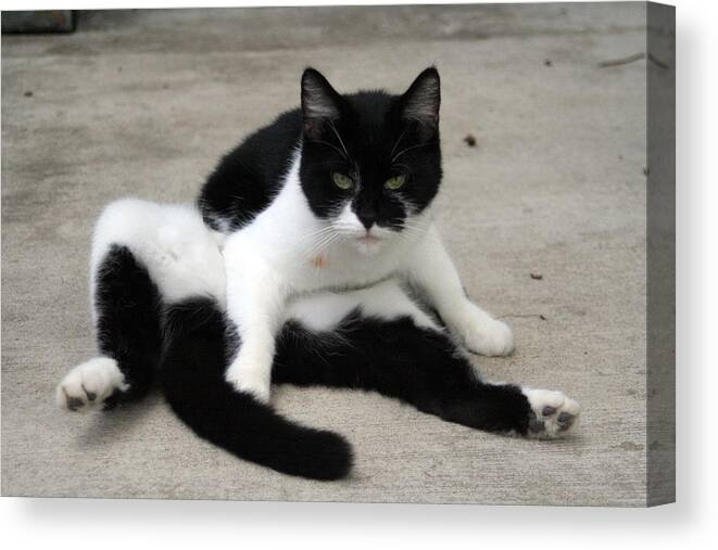 Cat Canvas Print featuring the photograph Black and White Tuxedo Cat by Valerie Collins