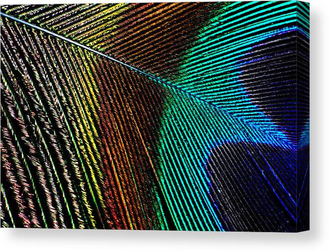 Photograph Canvas Print featuring the photograph Peacock Feather #1 by Larah McElroy
