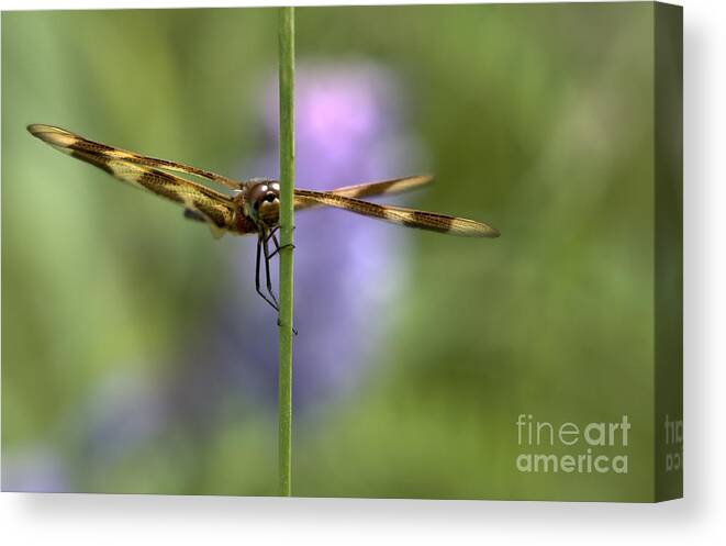 Tiger Striped Dragonfly Canvas Print featuring the photograph Peeking by Cheryl Baxter