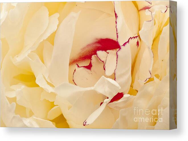 Flower Canvas Print featuring the photograph Peony by Steven Ralser