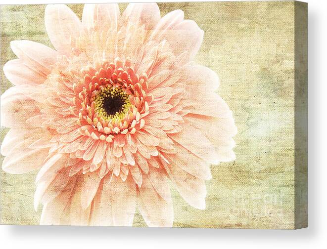 Andee Design Gerber Canvas Print featuring the photograph 1 Pink Painterly Gerber Daisy by Andee Design