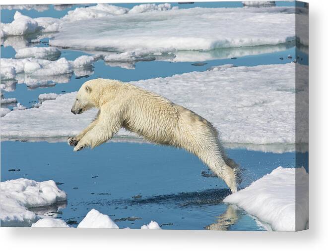 Svalbard Islands Canvas Print featuring the photograph Polar Bear On Ice Pack High Arctic #1 by Darrell Gulin