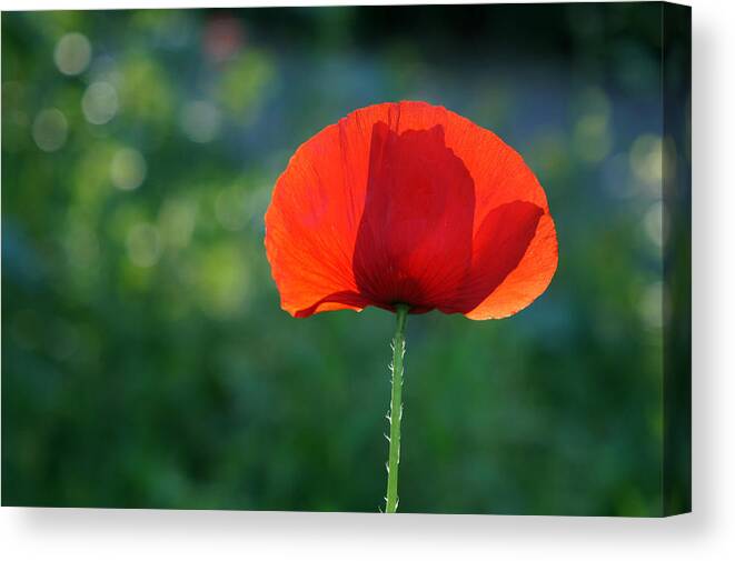 Klaproos Canvas Print featuring the photograph Poppy #2 by Jolly Van der Velden