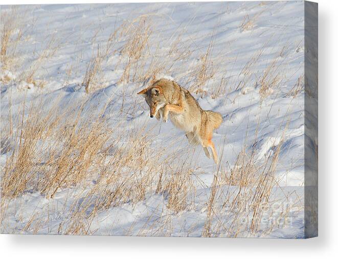 Coyote Canvas Print featuring the photograph The High Jump by Jim Garrison