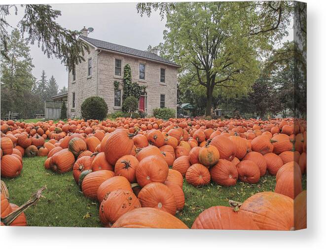 Fall Canvas Print featuring the photograph Pumpkin farm #1 by Nick Mares