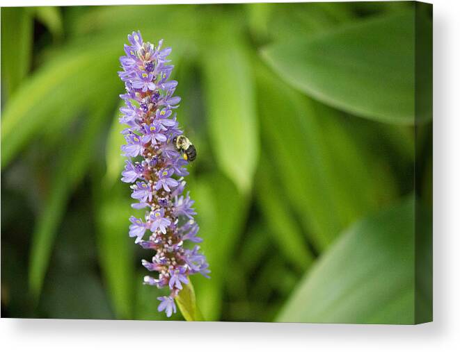 Purple Flower And Bee Canvas Print featuring the photograph Purple flower and bee #1 by Susan Jensen