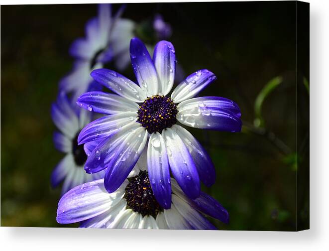 Purple Canvas Print featuring the photograph Purple flower #1 by Barbara Walsh