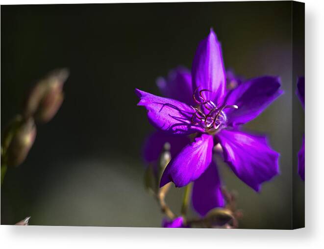 Flower Canvas Print featuring the photograph Purple Flower #1 by Bradley R Youngberg