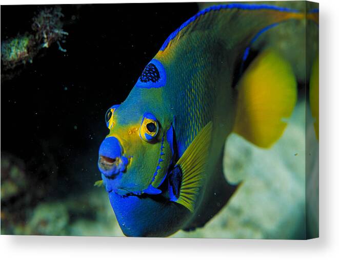 Angel Fish Canvas Print featuring the photograph Queen Angelfish #1 by Charles Angelo