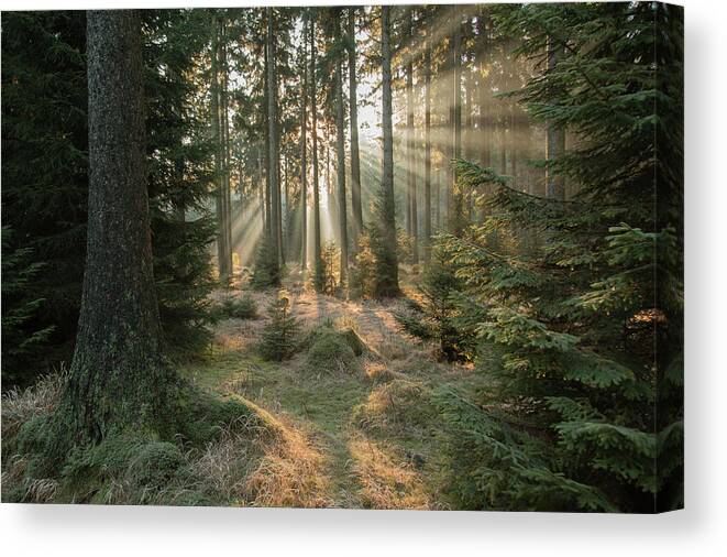 Woodland Canvas Print featuring the photograph Rays, Part 2 by Vincent Croce