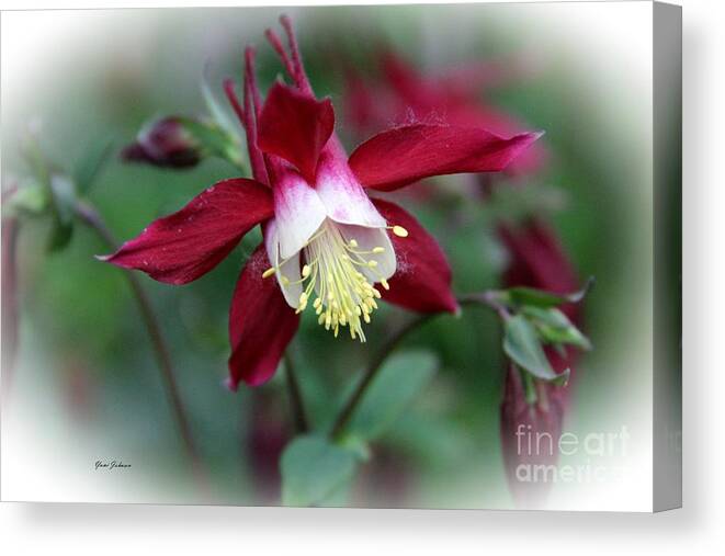 Red Columbine Canvas Print featuring the photograph Red Columbine #1 by Yumi Johnson