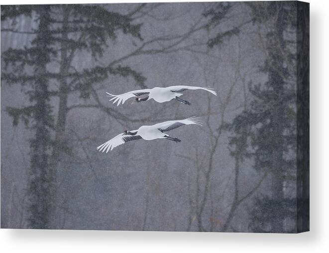 Nature Canvas Print featuring the photograph Red-crowned Cranes In Snowstorm, Japan #1 by John Shaw