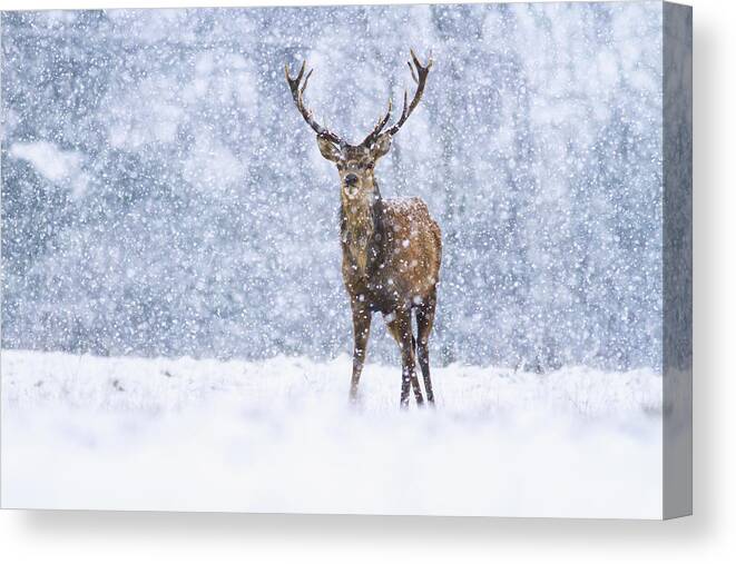 Nis Canvas Print featuring the photograph Red Deer Stag In Snowfall Derbyshire Uk by James Shooter