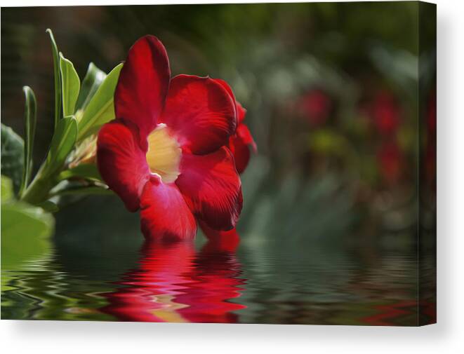 Red Canvas Print featuring the photograph Red Flowers #1 by Aged Pixel