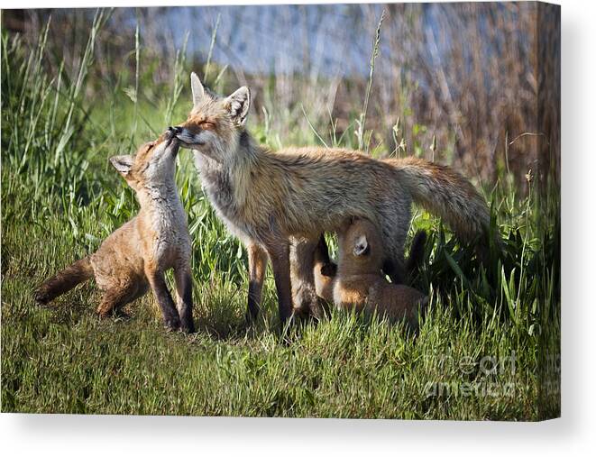 Fox Canvas Print featuring the photograph Red Fox Family #1 by Ronald Lutz