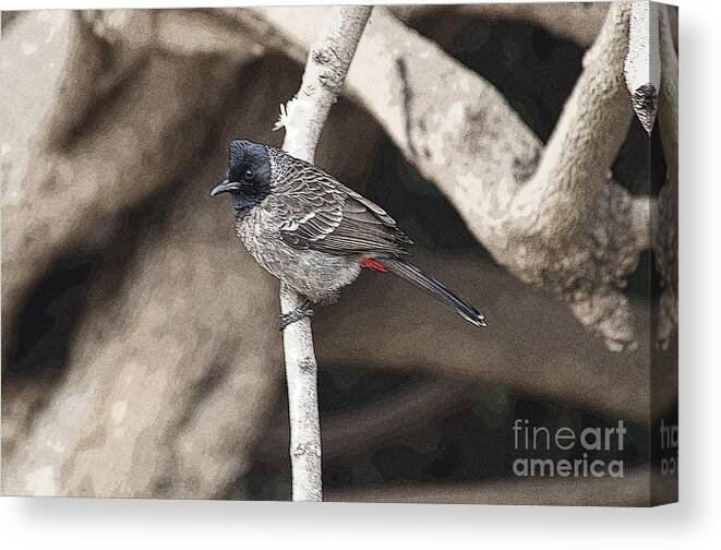 Red Vented Bulbul Canvas Print featuring the photograph Red Vented Bulbul #1 by Pravine Chester