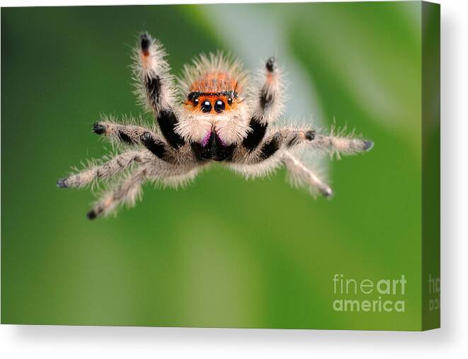 Regius Canvas Print featuring the photograph Regal Jumping Spider Jumping #4 by Scott Linstead