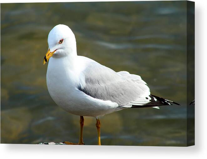 Hovind Canvas Print featuring the photograph Ring Billed Gull #1 by Scott Hovind