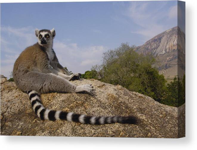 Feb0514 Canvas Print featuring the photograph Ring-tailed Lemur Portrait Madagascar #1 by Pete Oxford