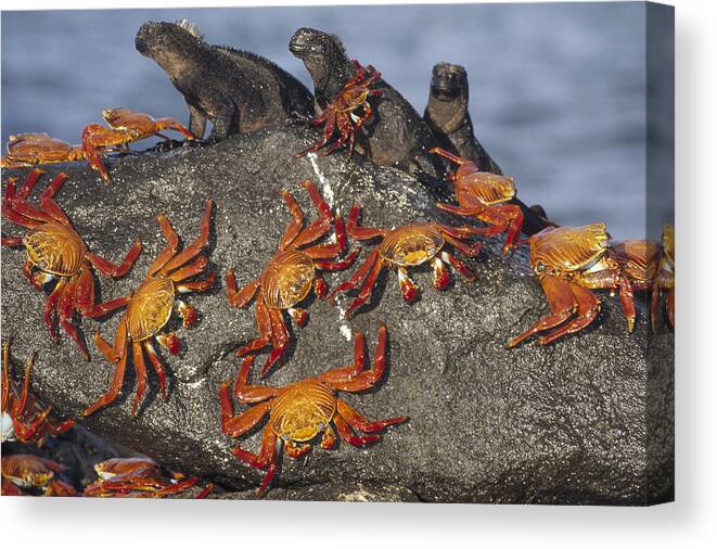 Feb0514 Canvas Print featuring the photograph Sally Lightfoot Crabs And Marine #1 by Tui De Roy