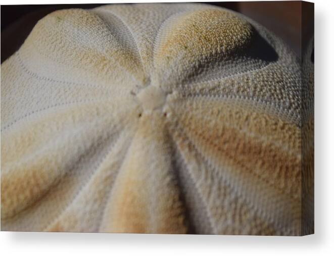 Sanibel Canvas Print featuring the photograph Sand Dollar #1 by Curtis Krusie