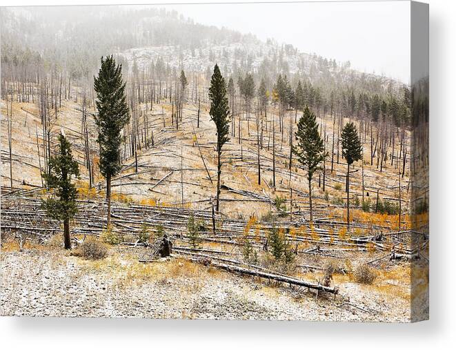 Bow Valley Parkway Canvas Print featuring the photograph Sawback Burn, On Bow Valley Parkway #1 by Ken Gillespie
