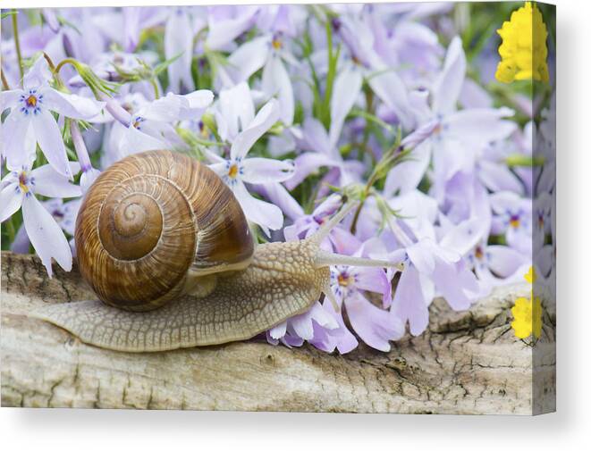 Animal Canvas Print featuring the photograph Snail #1 by Jaroslaw Grudzinski