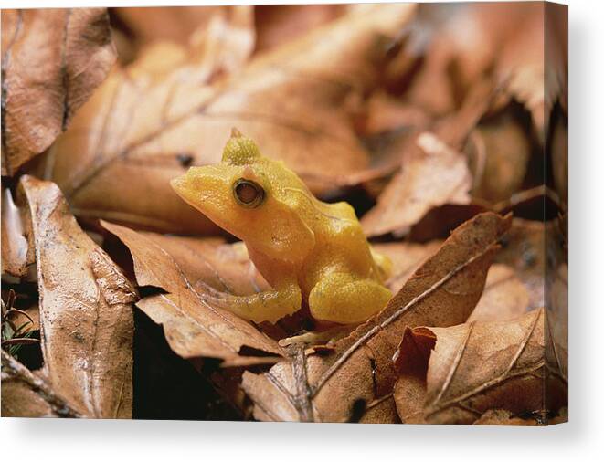 Feb0514 Canvas Print featuring the photograph Solomon Island Leaf Frog #1 by Gerry Ellis
