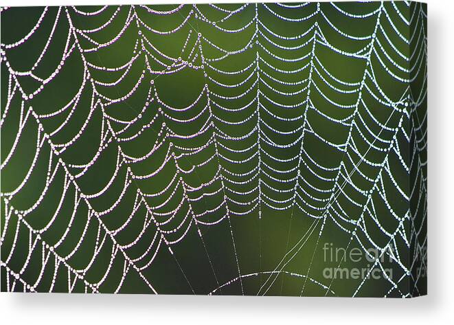 Spiderweb Canvas Print featuring the photograph Spider Web #2 by Heiko Koehrer-Wagner