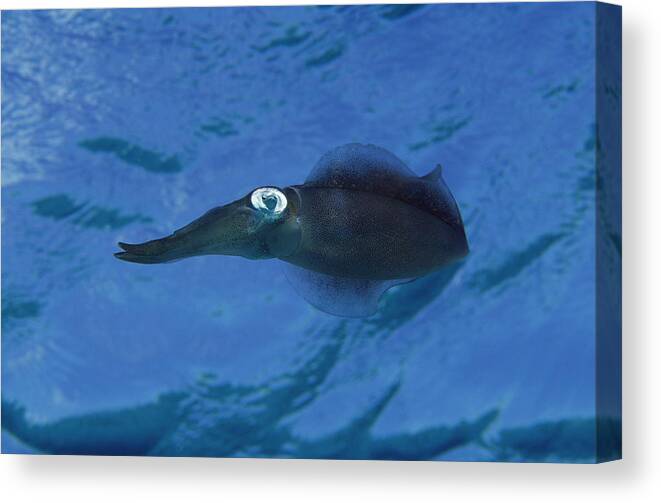 Feb0514 Canvas Print featuring the photograph Squid Portrait Bonaire #1 by Flip Nicklin