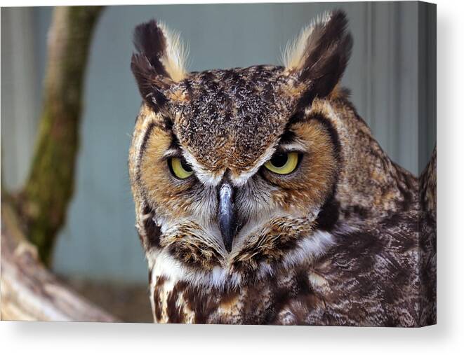 Intense Stare Canvas Print featuring the photograph Intense Stare by Jennifer Robin