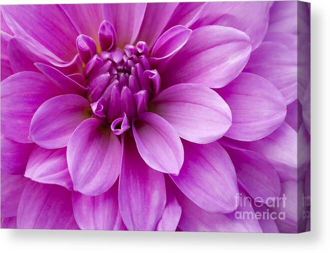 Summer Beauty Canvas Print featuring the photograph Summer Beauty by Patty Colabuono