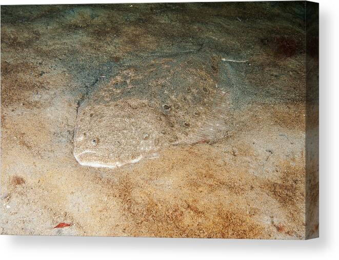 Animal Canvas Print featuring the photograph Summer Flounder #1 by Andrew J. Martinez