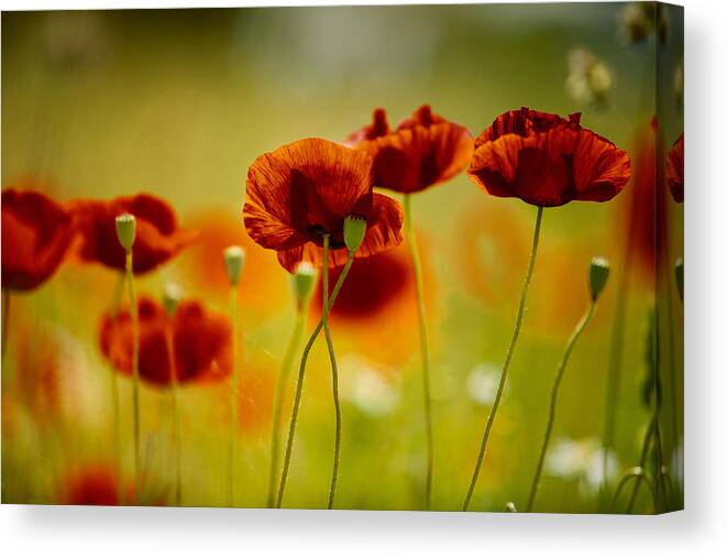 Poppy Canvas Print featuring the photograph Summer Poppy #1 by Nailia Schwarz