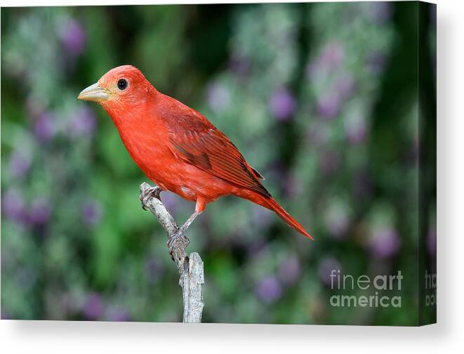 Summer Tanager Canvas Print featuring the photograph Summer Tanager #1 by Anthony Mercieca