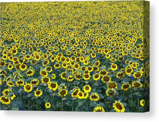 Yellow Canvas Print featuring the photograph Sunflower Nirvana 13 by Allen Beatty