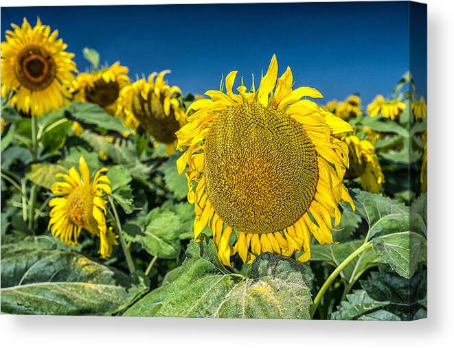 Ellis County Sunflowers Canvas Print featuring the photograph Sunflowers #1 by Victor Culpepper