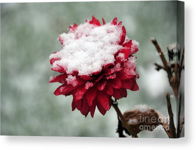 Flower Canvas Print featuring the photograph Survival of the Fittest #1 by Randi Grace Nilsberg