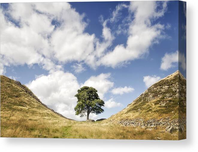 Hadrian's Wall Canvas Print featuring the photograph Sycamore Gap Hadrian's Wall #1 by Chris Frost