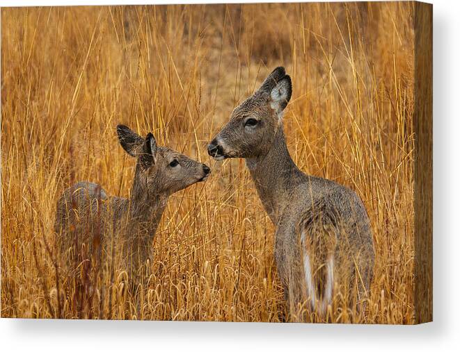  Jmp Photography Canvas Print featuring the photograph Tender Moment #1 by James Marvin Phelps