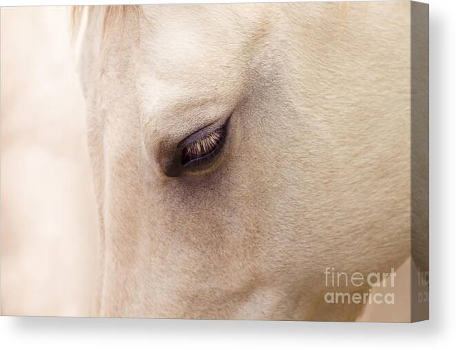Horses Canvas Print featuring the photograph The Guardian Of My Heart #2 by Sharon Mau