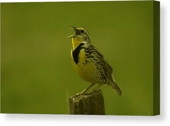 Birds Canvas Print featuring the photograph The Meadowlark Sings #2 by Jeff Swan
