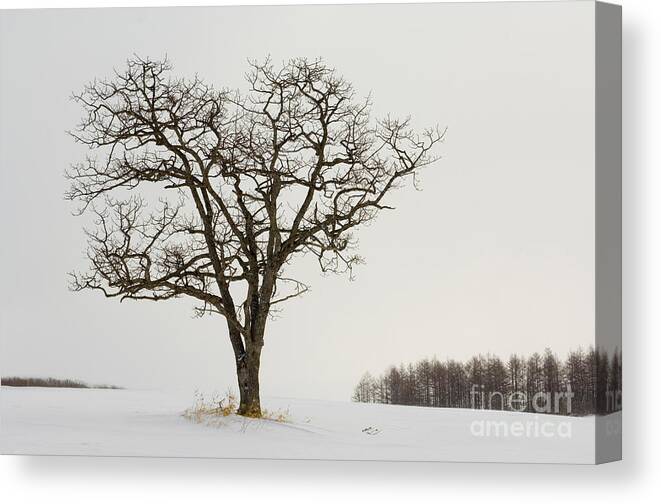 Tree Canvas Print featuring the photograph Tree In Winter #1 by John Shaw
