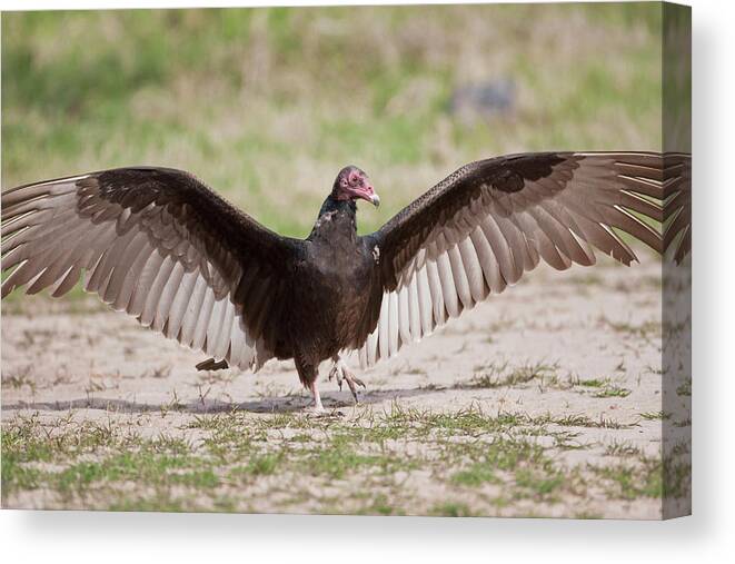 Bird Canvas Print featuring the photograph Turkey Vulture (cathartes Aura #1 by Larry Ditto