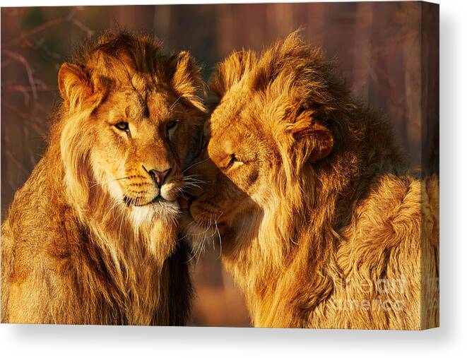Closeup Canvas Print featuring the photograph Two lions close together #1 by Nick Biemans