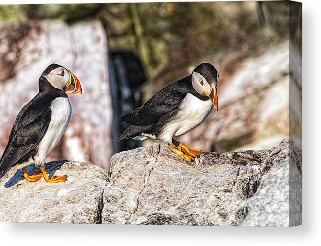 Atlantic Puffin Canvas Print featuring the photograph Two Puffins #1 by Perla Copernik