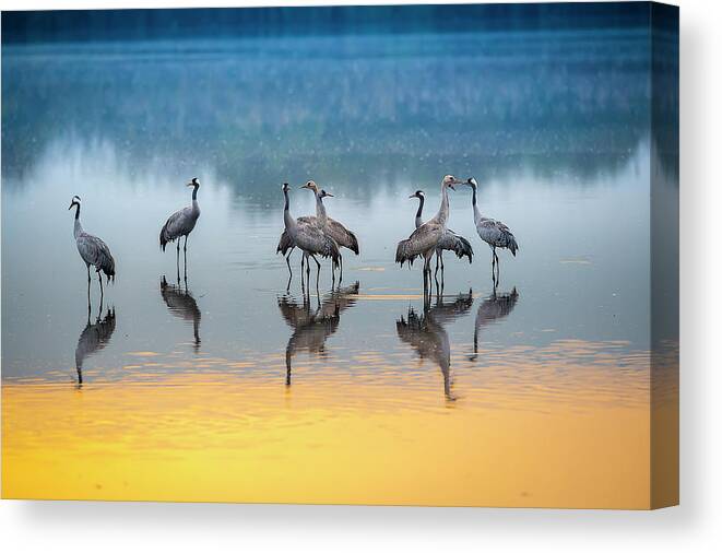 Bird Canvas Print featuring the photograph Untitled 1 by E.amer